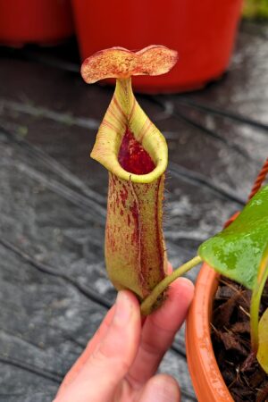 1257: N.[(lowii x veitchii) x boschiana] x [(veitchii x maxima x veitchii] x [spectabilis x (lowii x ventricosa)] - (27 cm)