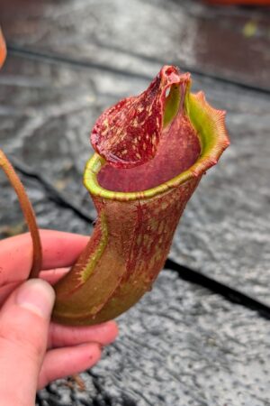 1258: N. (veitchii x boschiana) - very squat x [(lowii x veitchii) x campanulata] - (21 cm)
