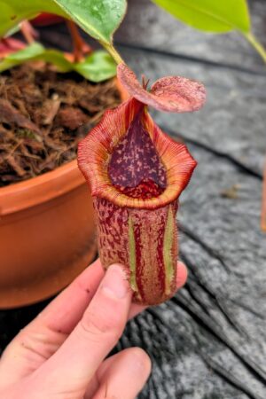 1259: N. (veitchii x boschiana) - very squat x [(lowii x veitchii) x campanulata] - (33 cm)