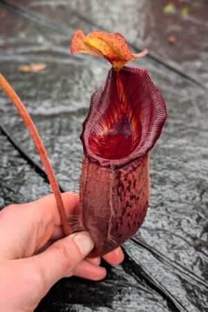1260: N. [(lowii x veitchii) x boschiana] x [(veitchii x maxima) x veitchii] x [(lowii x veitchii) x boschiana] - (31 cm)