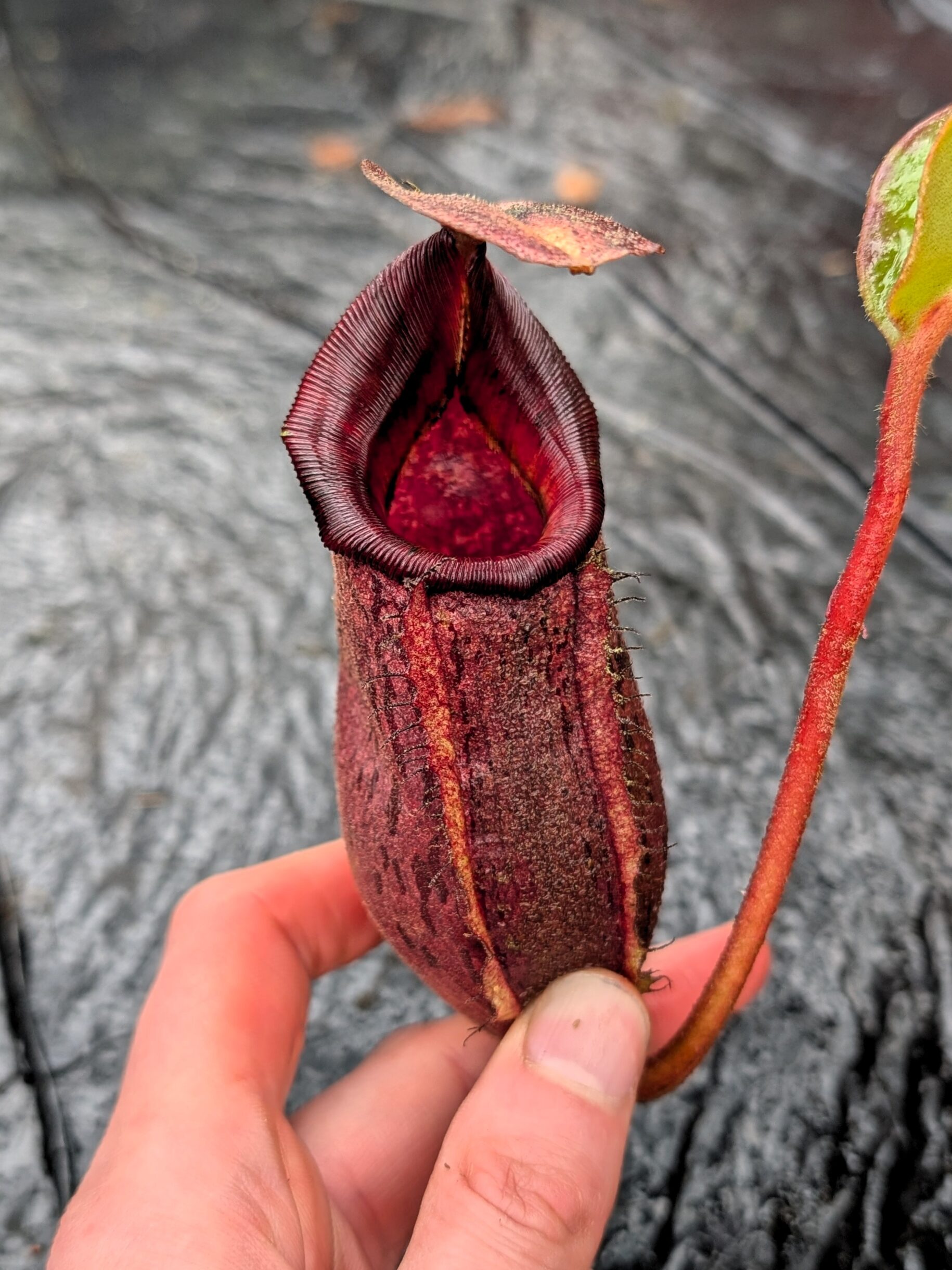 PXL_20260217_102835388.PORTRAIT.ORIGINAL