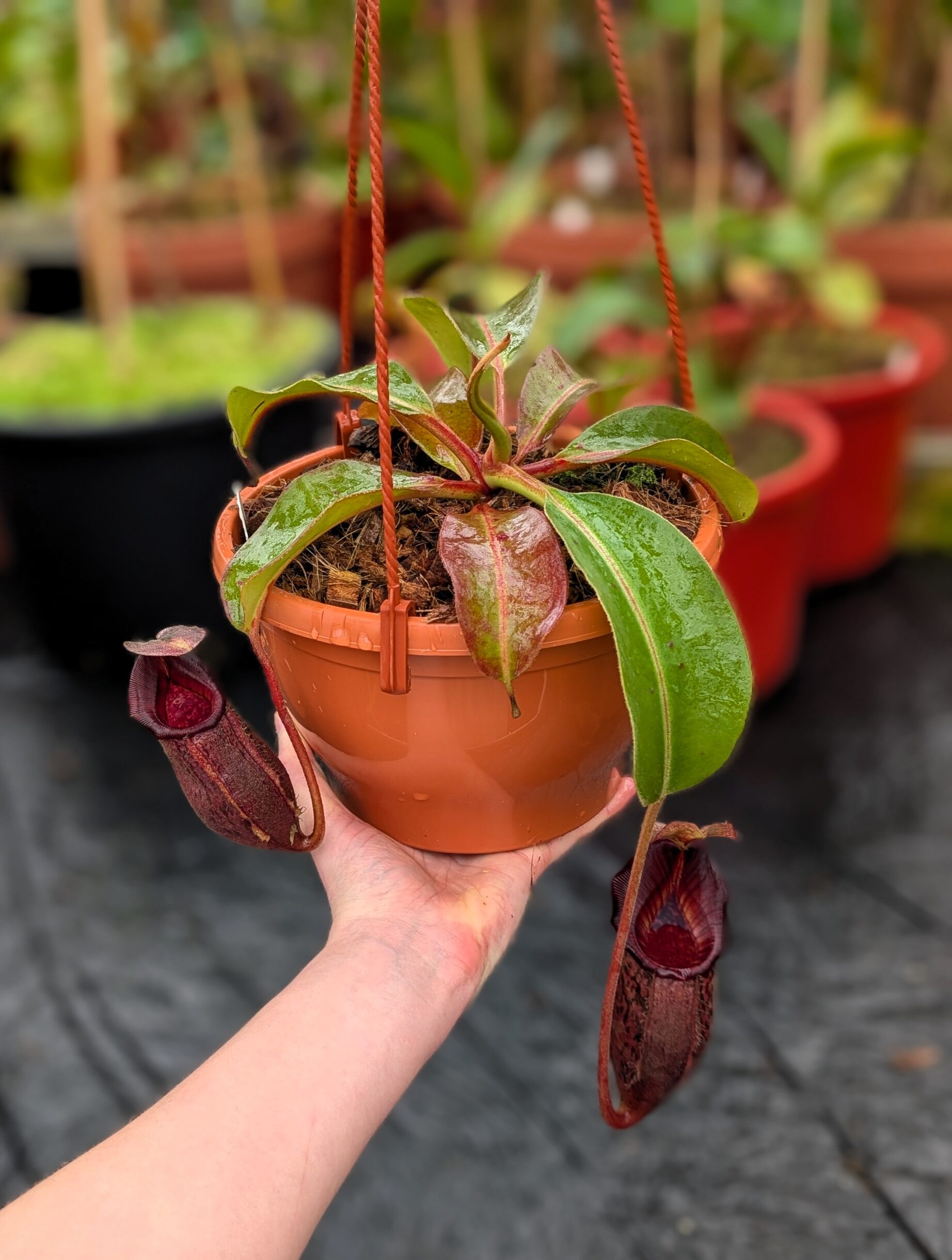 PXL_20260217_102845185.PORTRAIT