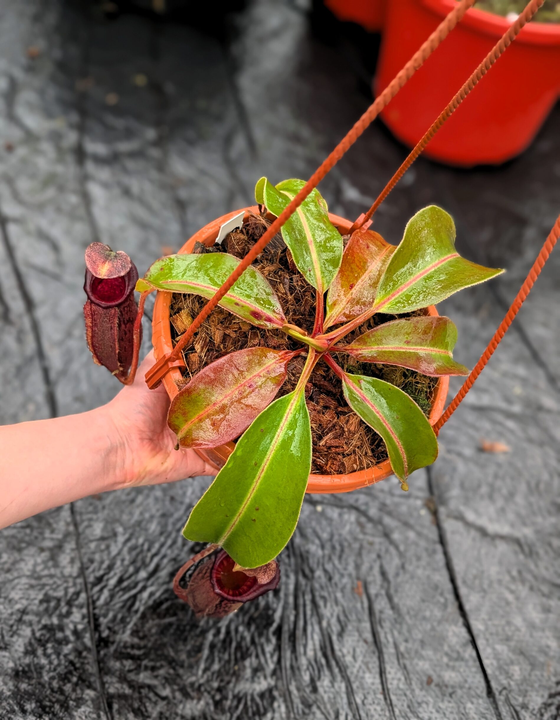 PXL_20260217_102852890.PORTRAIT