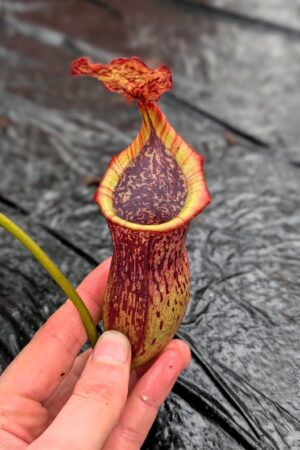 1262: N. (veitchii x boschiana) - very squat x [(lowii x veitchii) x campanulata] - (33 cm)