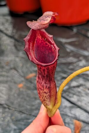 1263: N. (veitchii x boschiana) - very squat x [(lowii x veitchii) x campanulata] - (27 cm)