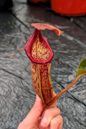 1265: N. [(lowii x veitchii) x boschiana] x [(veitchii x maxima) x veitchii] x [(lowii x veitchii) x boschiana] - (31 cm)