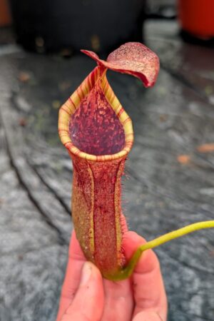 1267: N. (veitchii x boschiana) - very squat x [(lowii x veitchii) x campanulata] - (26 cm)