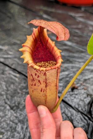 1268: N.[(lowii x veitchii) x boschiana] x [(veitchii x maxima x veitchii] x [spectabilis x (lowii x ventricosa)] - (28 cm)