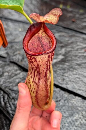 1269: N. (veitchii x boschiana) - very squat x [(lowii x veitchii) x campanulata] - (30 cm)