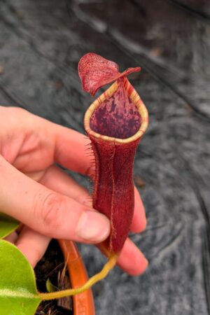 1270: N. (veitchii x boschiana) - very squat x [(lowii x veitchii) x campanulata] - (14 cm)