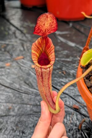 1271: N.[(lowii x veitchii) x boschiana] x [(veitchii x maxima x veitchii] x [spectabilis x (lowii x ventricosa)] - (26 cm)