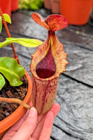 1272: N.[(lowii x veitchii) x boschiana] x [(veitchii x maxima x veitchii] x [spectabilis x (lowii x ventricosa)] - (28 cm)