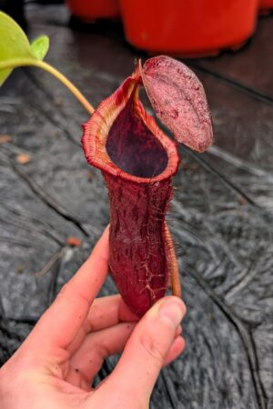 1273: N. (veitchii x boschiana) - very squat x [(lowii x veitchii) x campanulata] - (28 cm)