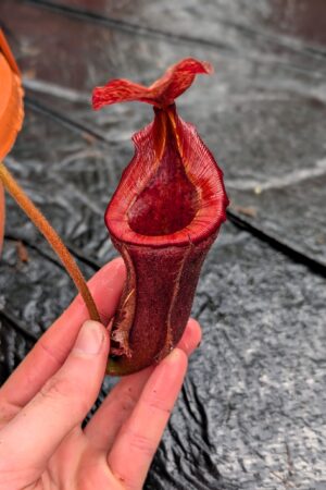 1274: N. (veitchii x boschiana) - very squat x [(lowii x veitchii) x campanulata] - (26 cm)