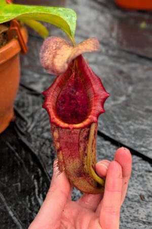 1275: N. (veitchii x boschiana) - very squat x [(lowii x veitchii) x campanulata] - (43 cm)