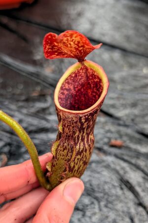 1277: N. (veitchii x boschiana) - very squat x [(lowii x veitchii) x campanulata] - (29 cm)