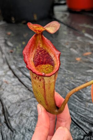 1278: N. [(lowii x veitchii) x boschiana] x [(veitchii x maxima) x veitchii] x (lowii x veitchii) - yellow x boschiana - SG - (30 cm)