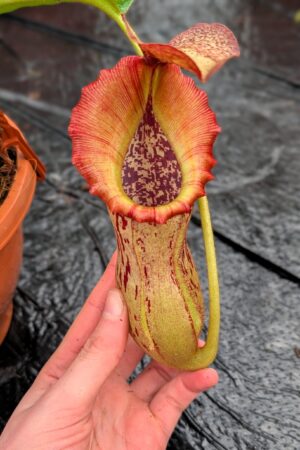 1280: N. (veitchii x boschiana) - very squat x [(lowii x veitchii) x campanulata] - (32 cm)