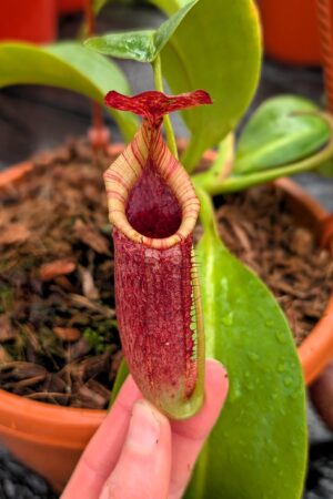 1281: N. (veitchii x boschiana) - very squat x [(lowii x veitchii) x campanulata] - (30 cm)