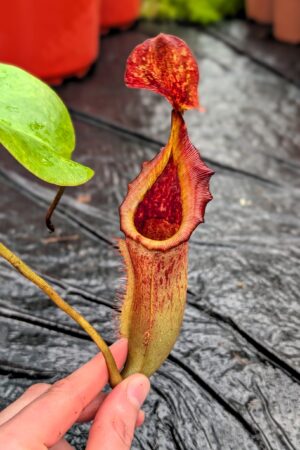 1282: N. (veitchii x boschiana) - very squat x [(lowii x veitchii) x campanulata] - (32 cm)