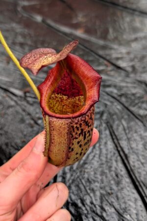 1283: N. (veitchii x boschiana) - very squat x [(lowii x veitchii) x campanulata] - (22 cm)