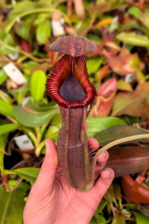 1228: N. {[(lowii x veitchii) x boschiana] x [(veitchii x maxima) x veitchii] – squat x edwardsiana} new grex - EP - (24 cm)