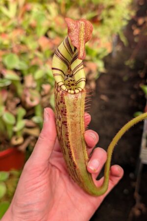 1212: N. [(Rokko ‘Exotica’ x boschiana) x veitchii] (a) x mollis - EP - (32 cm)