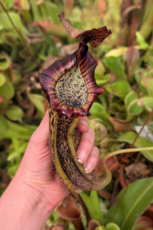 1203: N. [(lowii x veitchii) x Tiveyi] x platychila - New Grex - EP - (34 cm)