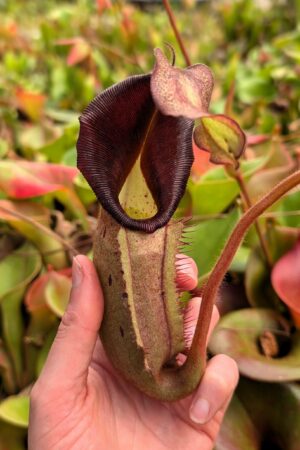 1152: N. [(lowii x veitchii) x boschiana] x [(veitchii x maxima) x veitchii] x [(lowii x veitchii) x boschiana] - (33 cm)