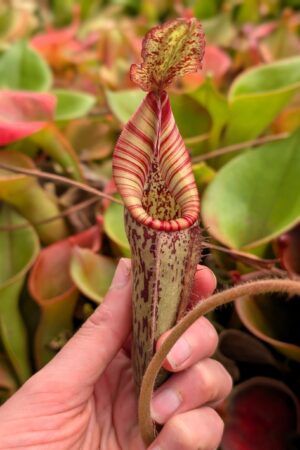 1156: N. (((Rokko ‘Exotica’ x boschiana) x {[Rokko x (zakriana x spectabilis)] x xtrusmadiensis}) x {[(lowii x veitchii) x boschiana] x (maxima x mira)}) x mollis - EP - (33 cm)