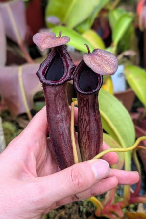 1084: N. {lowii x [truncata x (spectabilis x northiana)]} x {[(Rokko ‘Exotica’ x boschiana) x veitchii] x edwardsiana} - EP - SG - (25 cm)