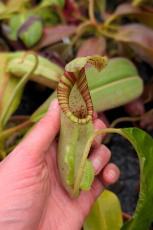 1104: N. ([Rokko ‘Exotica’ x boschiana) x veitchii] x {maxima x [(stenophylla x lowii) x (Rokko x veitchii)]}) x (chaniana x ephippiata) - EP - (27 cm)