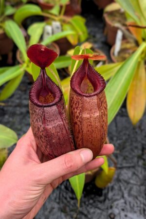 1125: N. aristolochioides x edwardsiana - EP - (36 cm)