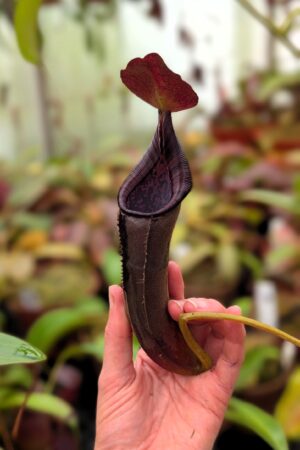 1126: N. lingulata x lowii - EP - (28 cm)