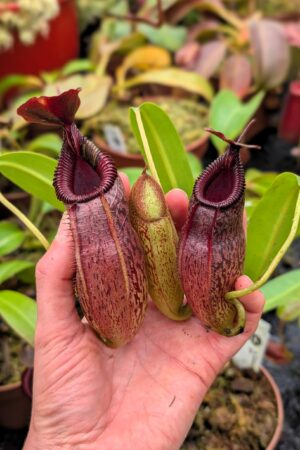 1124: N. aristolochioides x edwardsiana - EP - (33 cm)