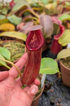 1112: N. nebularum x trusmadiensis - EP - (24 cm)