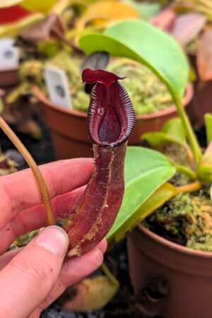 1117: N. nebularum x trusmadiensis - EP - (17 cm)