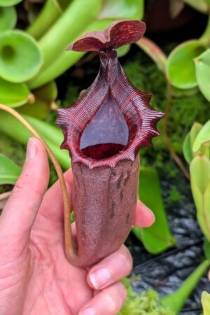 1176: N.[(lowii x veitchii) x boschiana] x [(veitchii x maxima x veitchii] x [spectabilis x (lowii x ventricosa)] - (22 cm)