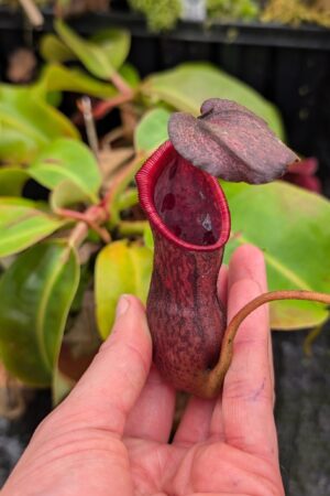 1033: N. (veitchii x boschiana) - very squat x [(lowii x veitchii) x campanulata] - (15 cm)