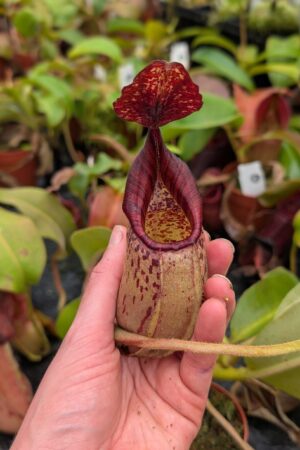 1028: N.[(lowii x veitchii) x boschiana] x [(veitchii x maxima x veitchii] x [spectabilis x (lowii x ventricosa)] - (24 cm)