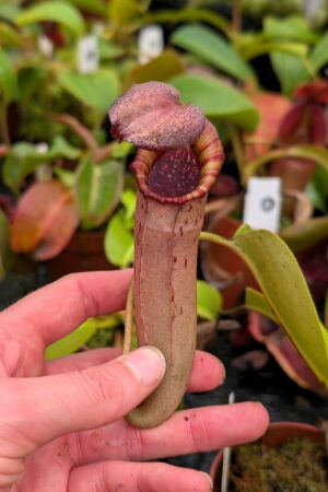 1035: N.[(lowii x veitchii) x boschiana] x [(veitchii x maxima x veitchii] x [spectabilis x (lowii x ventricosa)] - (20 cm)