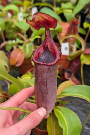 1026: N.[(lowii x veitchii) x boschiana] x [(veitchii x maxima x veitchii] x [spectabilis x (lowii x ventricosa)] - (18 cm)