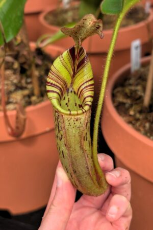 1288: N. [(Rokko ‘Exotica’ x boschiana) x veitchii] (a) x mollis - EP  - (Big plant of 46 cm)