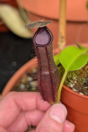 1296: N. truncata x lingulata - EP - (9 cm)