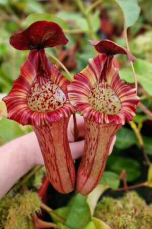 1477: N. (lowii x veitchii) x Tiveyi - EP - RC - Amazing clone - 34 cm