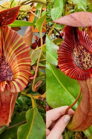 1382: N.[(lowii x veitchii) x boschiana] x [(veitchii x maxima) x veitchii] (F-clone) x {[(Rokko 'Exotica' x boschiana) x veitchii] x edwardsiana} - SG - 15 cm