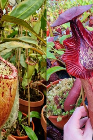 1362: N. glandulifera x {[(Rokko 'Exotica' x boschiana) x veitchii] x edwardsiana} - SG - 21 cm