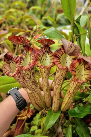 1316: N. (spectabilis x truncata) x boschiana (A-clone) - EP - RC - 30 cm