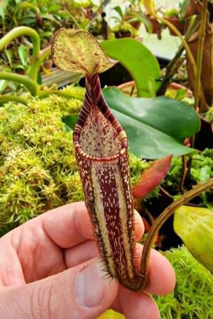 1307: N. spectabilis (Sibayak) - RC - 16 cm