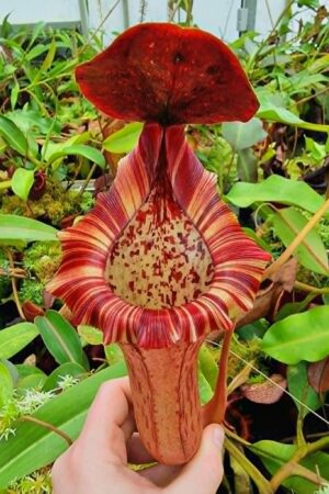 1310: N. [(lowii x veitchii) x Tiveyi - Amazing clone from EP - 37 cm